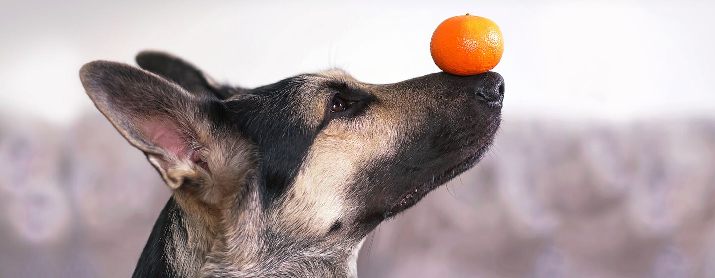 Can Dogs Eat Orange? – Pet Help Reviews UK